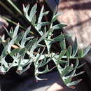 Image of Pelargonium pillansii Salter