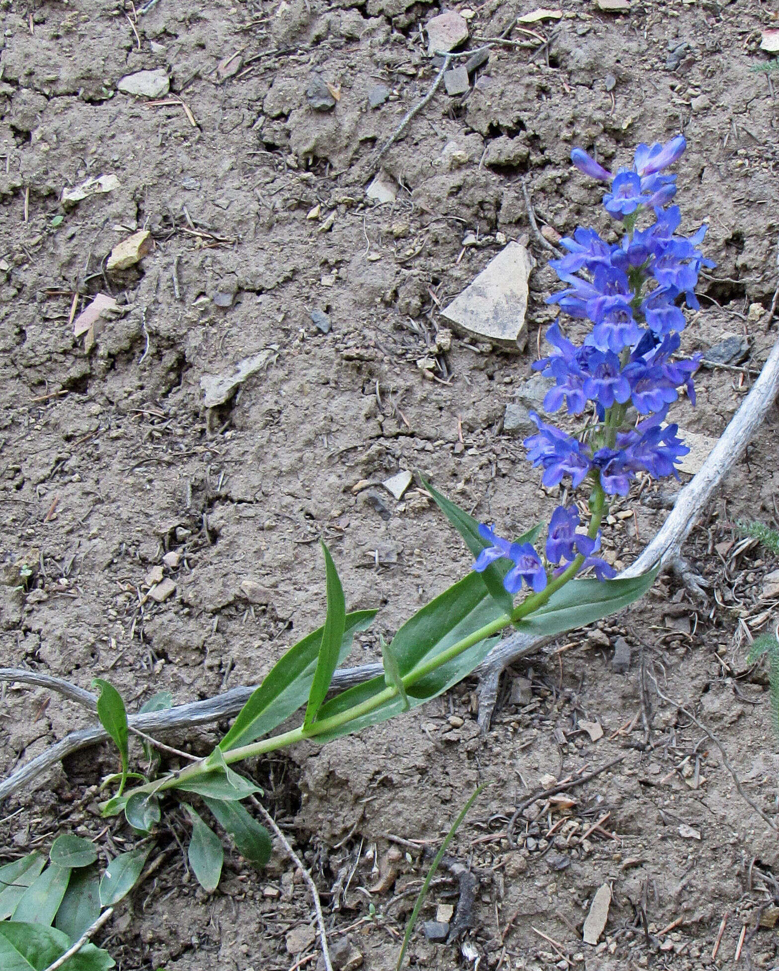 Image of blue penstemon