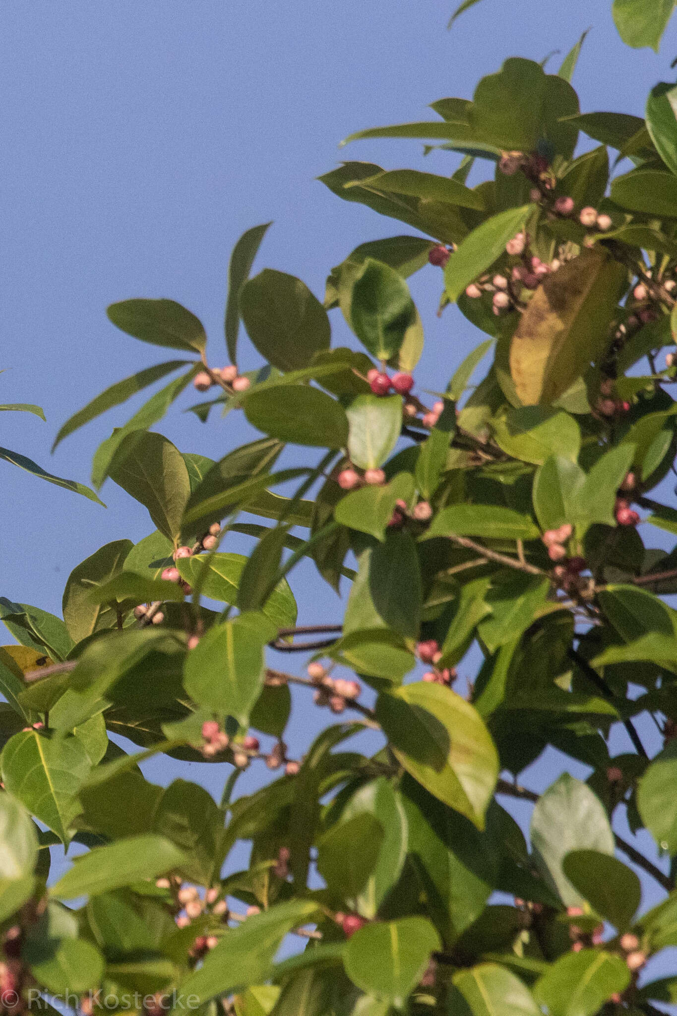 Image of Ficus colubrinae Standl.