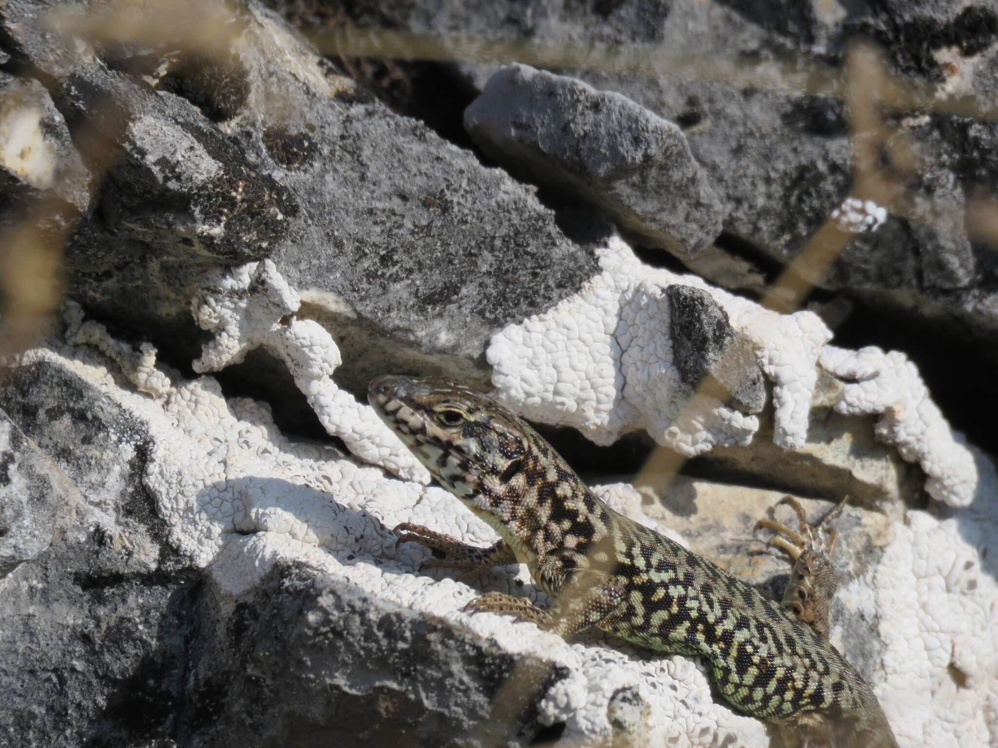 Image of Erhard's Wall Lizard