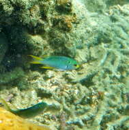 Image of Coral demoiselle