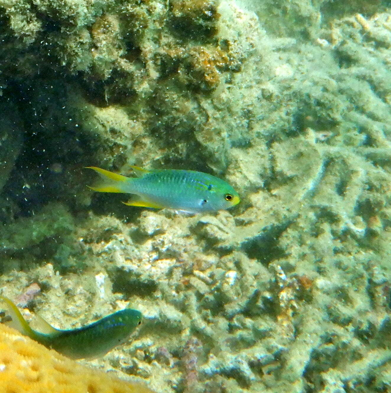 Image of Coral demoiselle