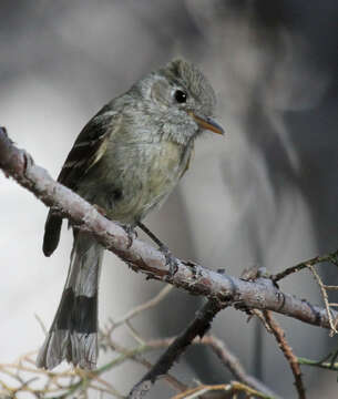 Empidonax affinis (Swainson 1827)的圖片