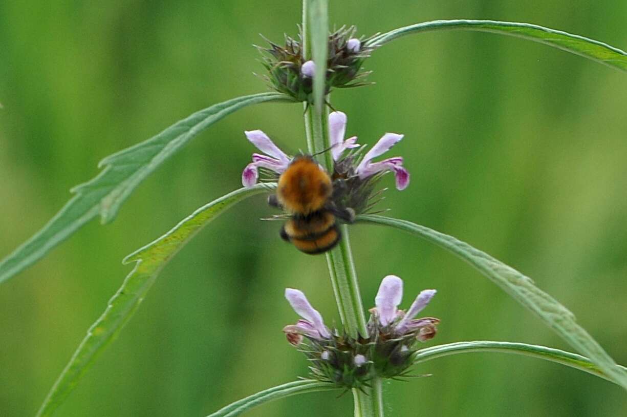 Слика од Bombus opulentus Smith 1861