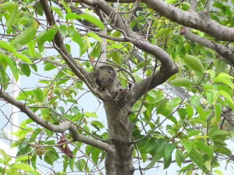 Image of Sunda Pygmy Woodpecker