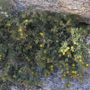 Image of Lemmon's rockdaisy