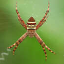 Image of Argiope aurocincta Pocock 1898