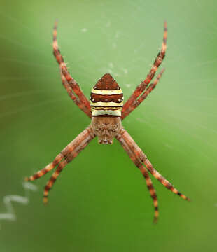 Image of Argiope aurocincta Pocock 1898