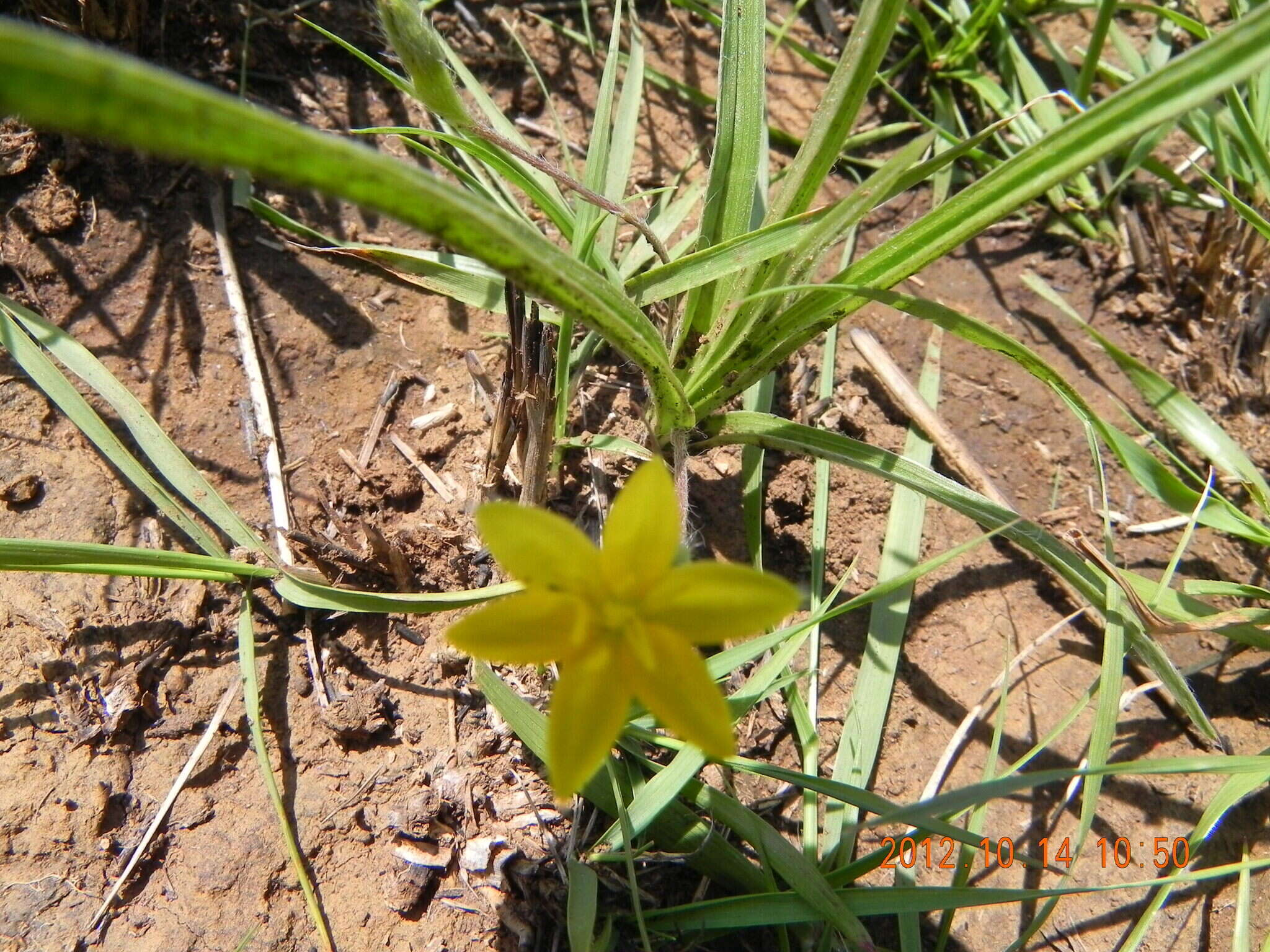 Image of Hypoxis angustifolia var. angustifolia