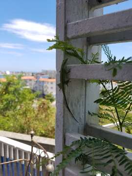 Image of Cuban green anole