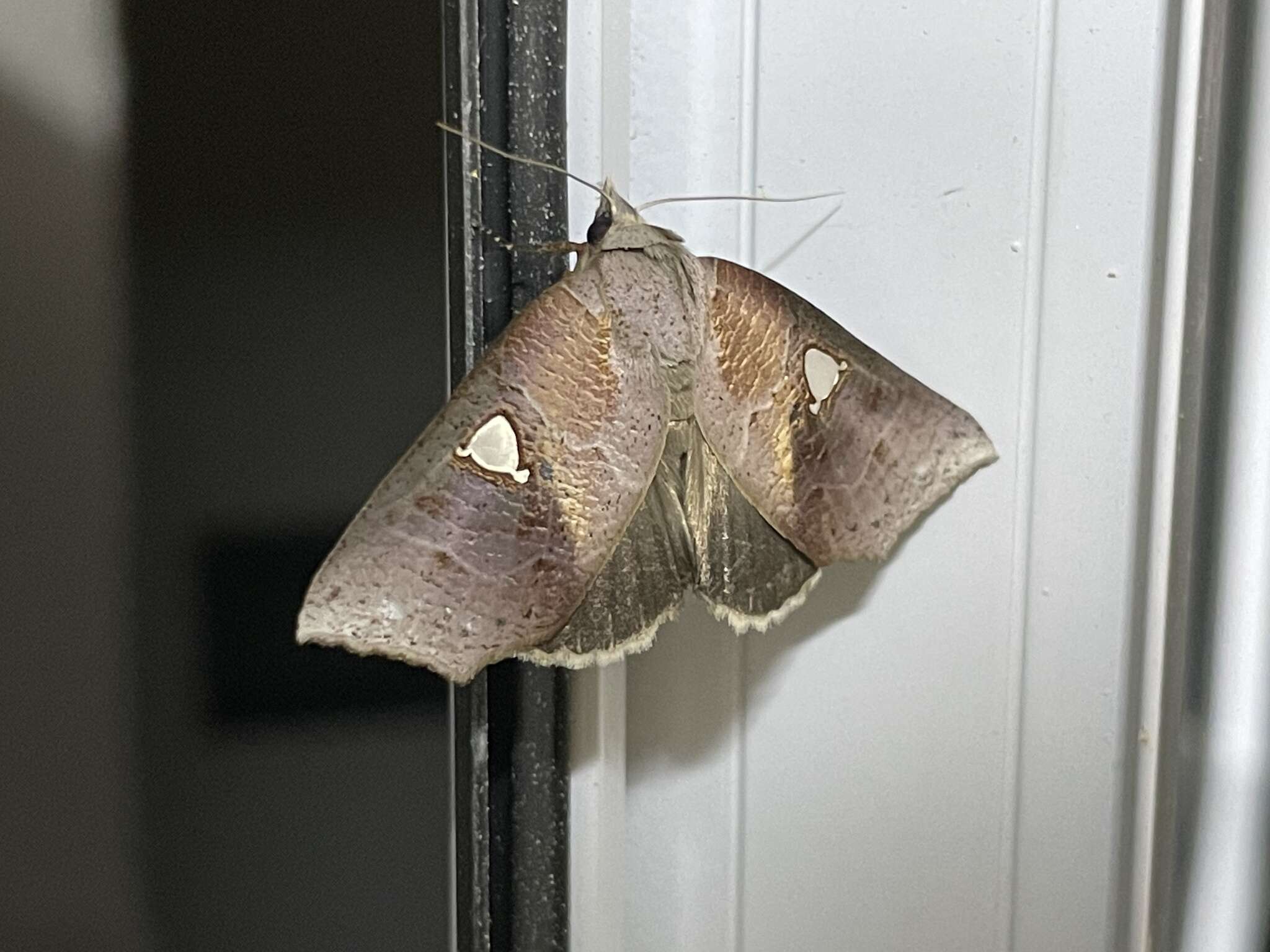 Image of Pterogonia cardinalis Holloway 1976