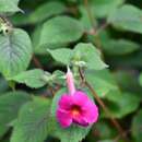 Image of Achimenes skinneri Lindl.