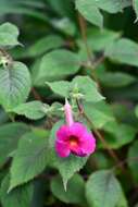 Image of Achimenes skinneri Lindl.