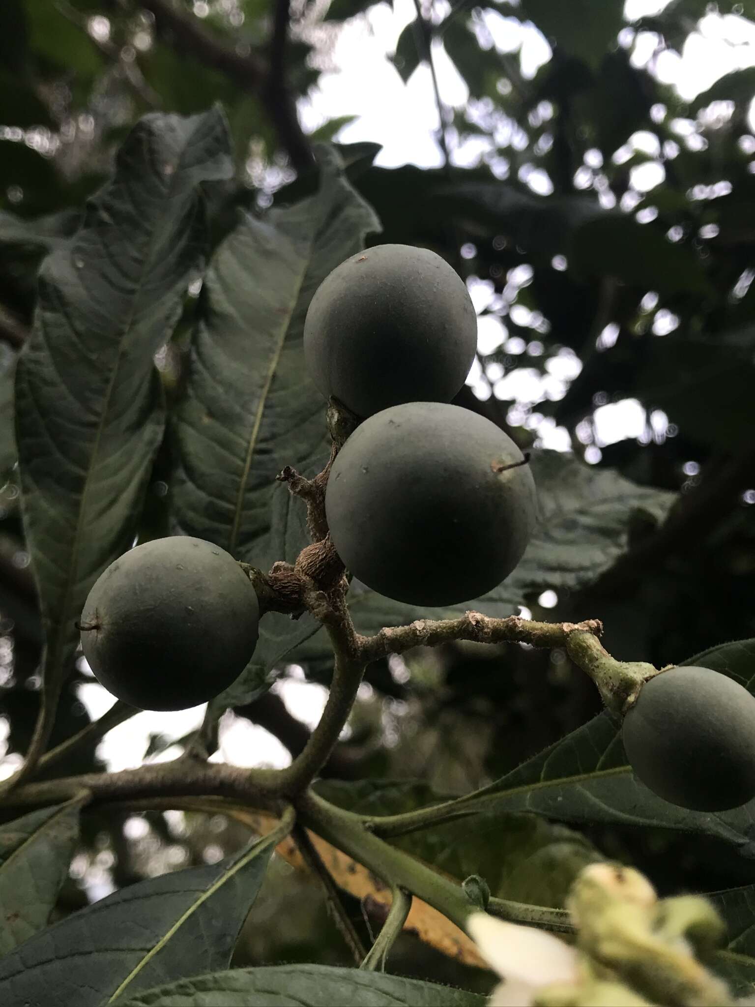 Image of Solanum oblongifolium Humb. & Bonpl. ex Dun.