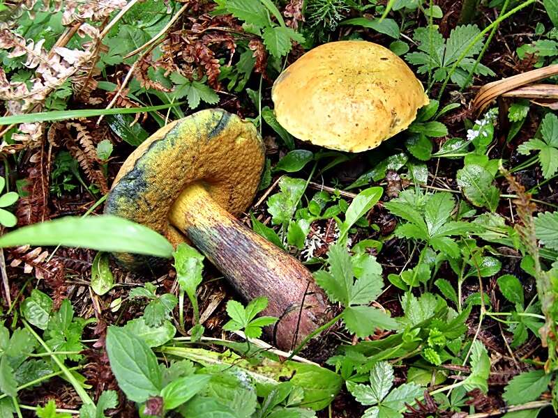 Image of Deceiving Bolete