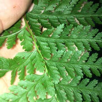 Image of Dennstaedtia zeylanica (Sw.) Zink ex Fraser-Jenkins & Kandel