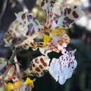 Plancia ëd Trichocentrum jonesianum (Rchb. fil.) M. W. Chase & N. H. Williams