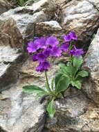 Primula latifolia subsp. graveolens (Hegetschw.) Rouy resmi