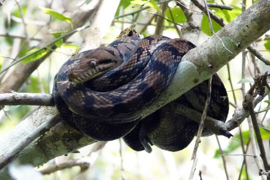 Image of Amethystine or scrub python