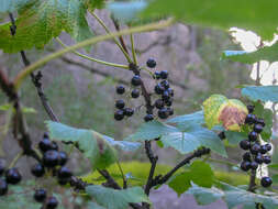 Image of Black Currant