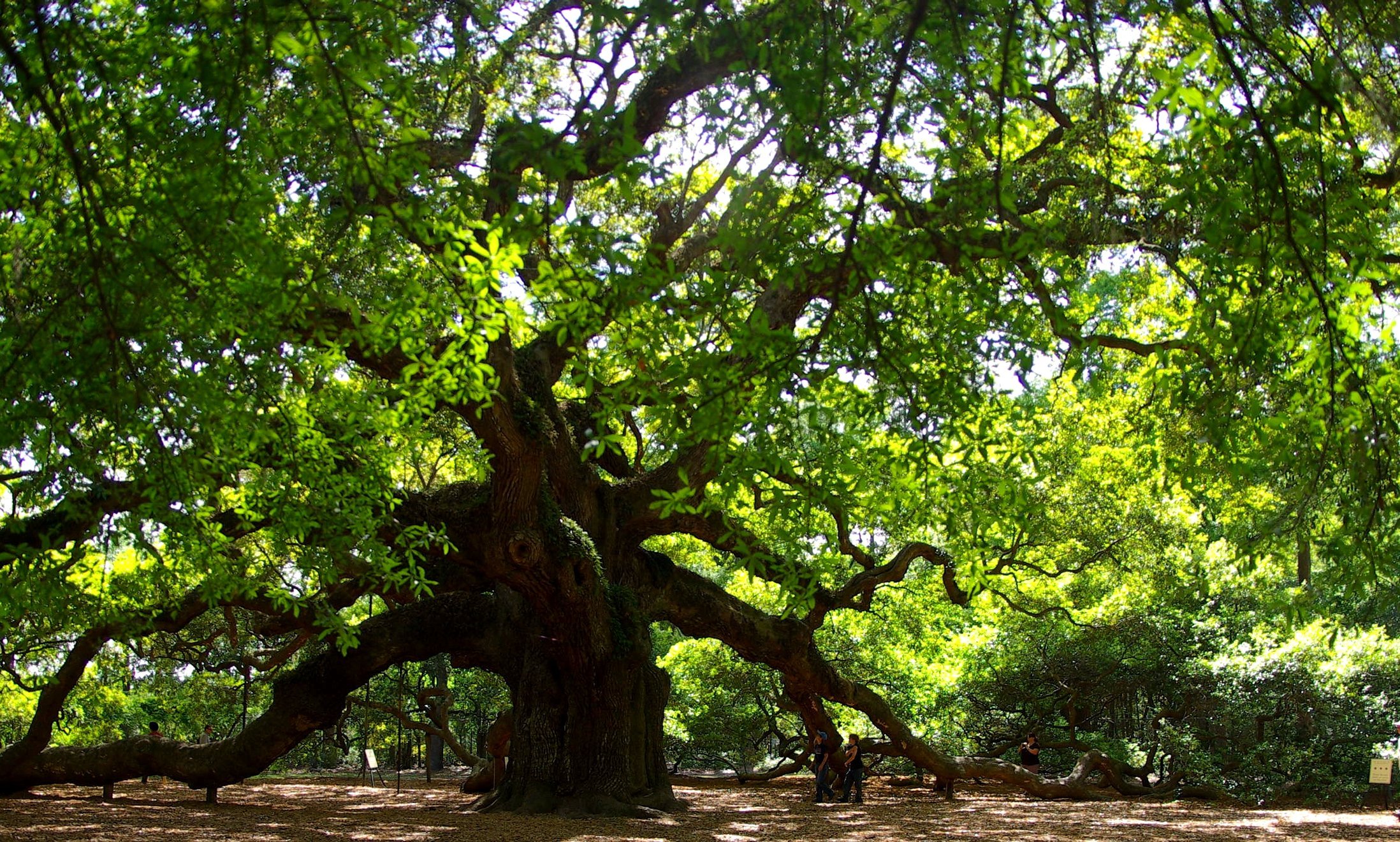 Б дуба. Quercus virginiana. Дерево Утун. Вечнозеленый дуб в Японии. Дерево Утун Геншин.