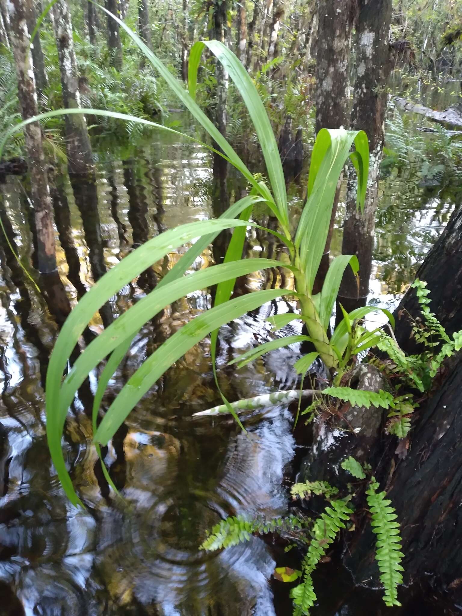 Image of cowhorn orchid