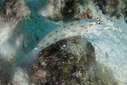 Image of Prawn-goby prawngoby shrimp-goby