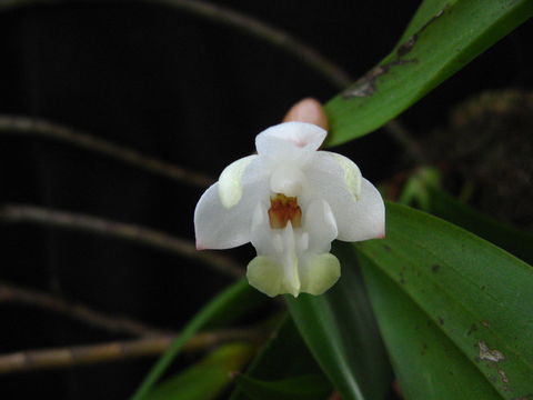 Image of <i>Eria nutans</i> Lindl.