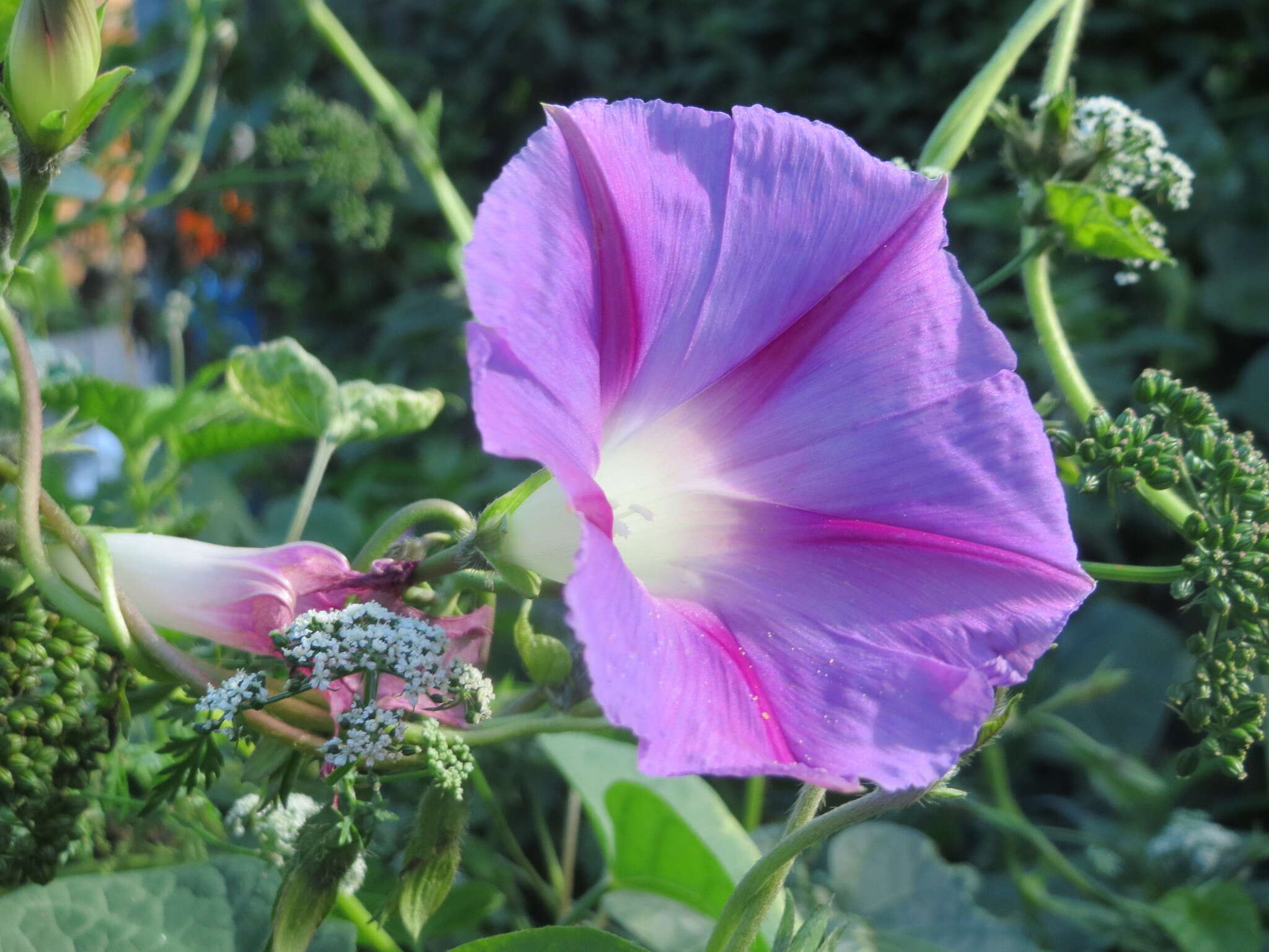 Слика од Ipomoea purpurea (L.) Roth