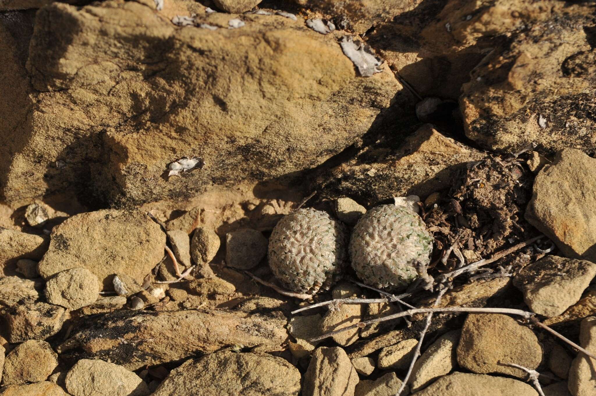 Plancia ëd Turbinicarpus valdezianus (H. Moeller) Glass & R. A. Foster