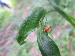 Image of Argyrodes miniaceus (Doleschall 1857)