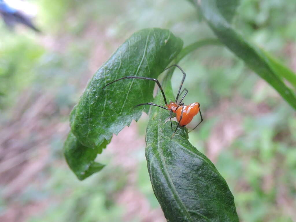 Image of Argyrodes miniaceus (Doleschall 1857)