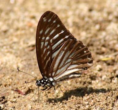 Graphium macareus (Godart 1819) resmi