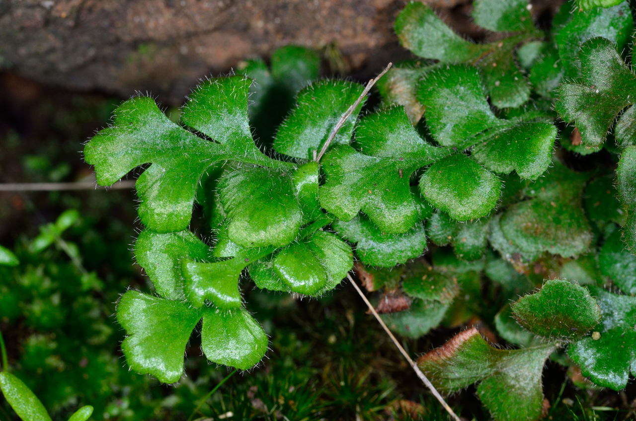 Sivun Asplenium subglandulosum (Hook. & Grev.) Salvo, Prada & T. E. Diaz kuva