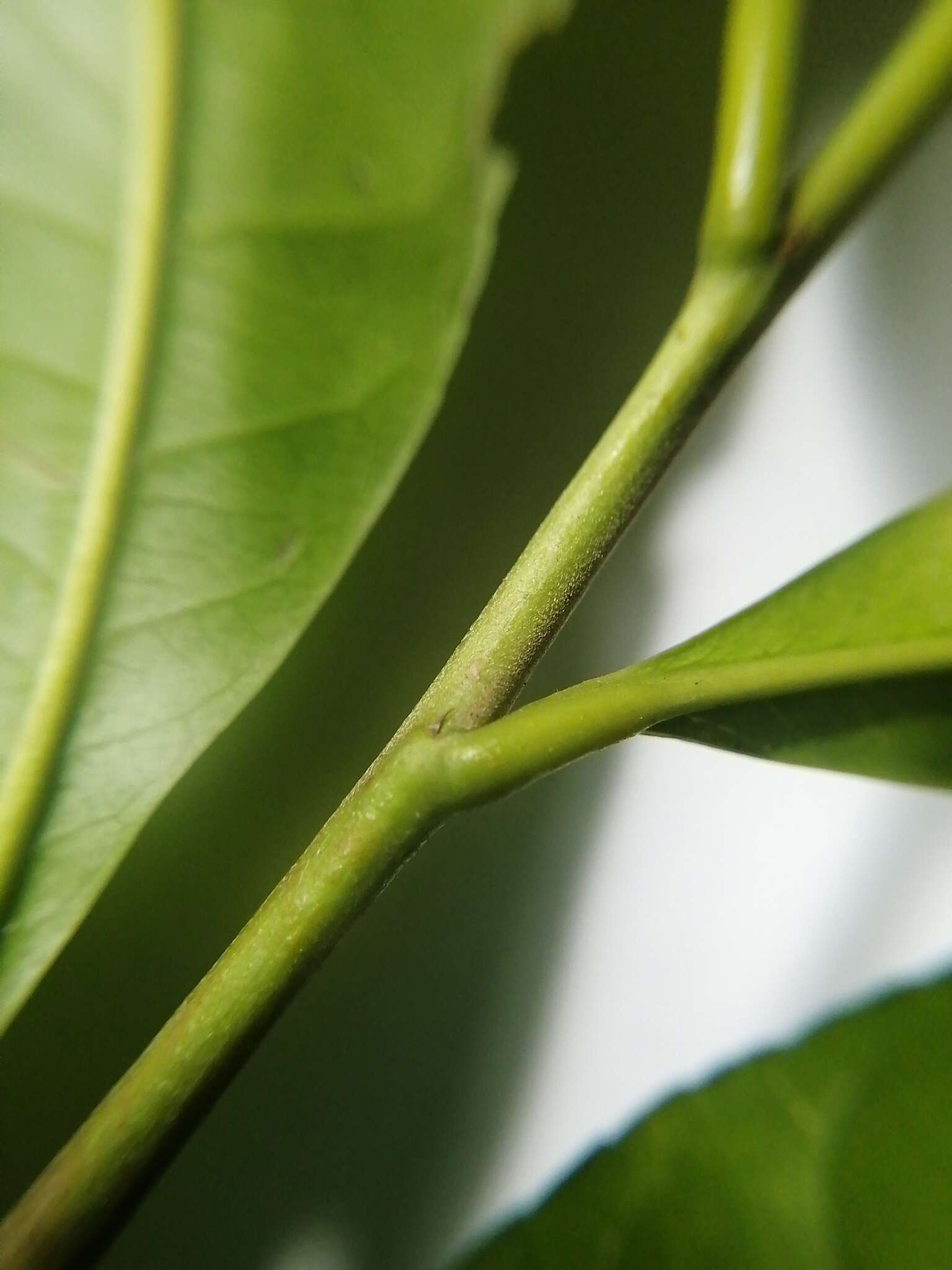 Sivun Elaeocarpus angustifolius Bl. kuva