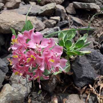 Image of Alstroemeria umbellata Meyen