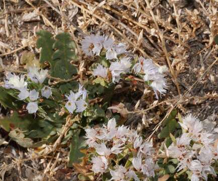 Image of Limonium thouinii (Viv.) O. Kuntze