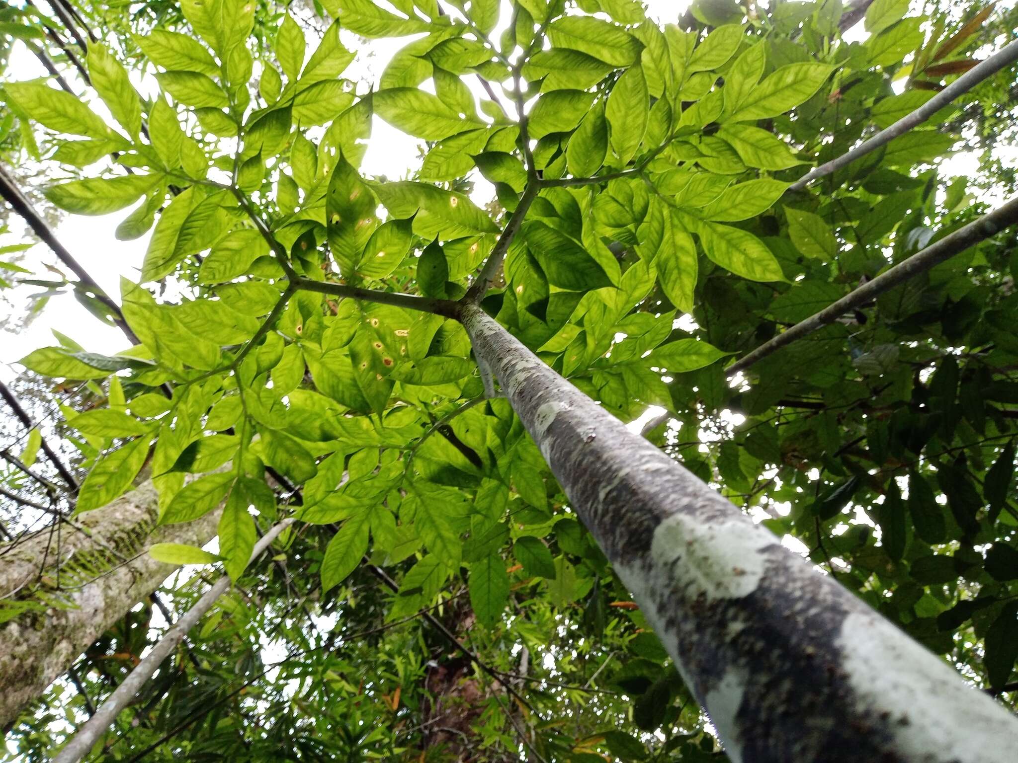 Image of Amorphophallus hewittii Alderw.