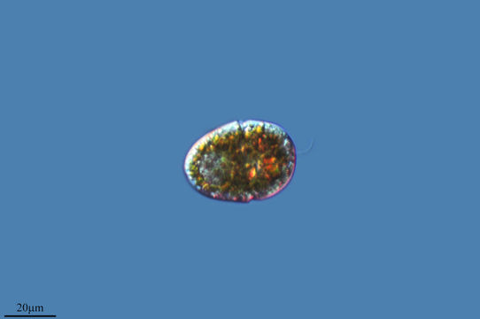 Image of <i>Gymnodinium uberrrimum</i>