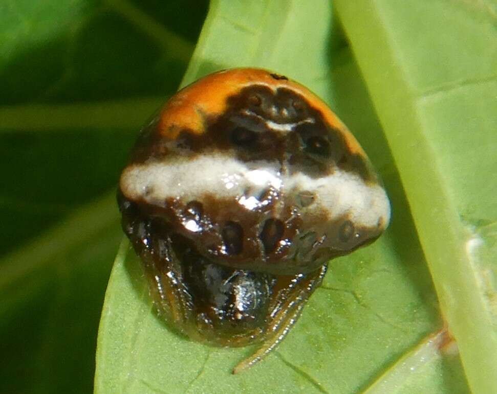 Image of Cyrtarachne tricolor (Doleschall 1859)