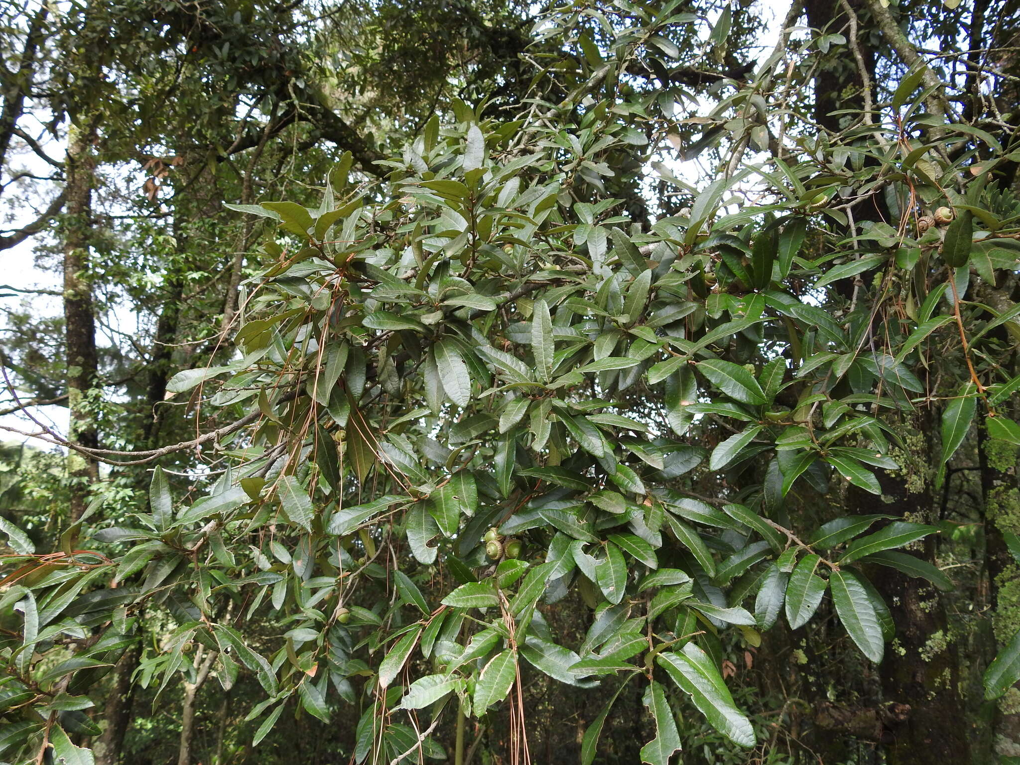 Imagem de Quercus crassipes Bonpl.