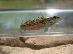 Etheostoma bellator Suttkus & Bailey 1993 resmi