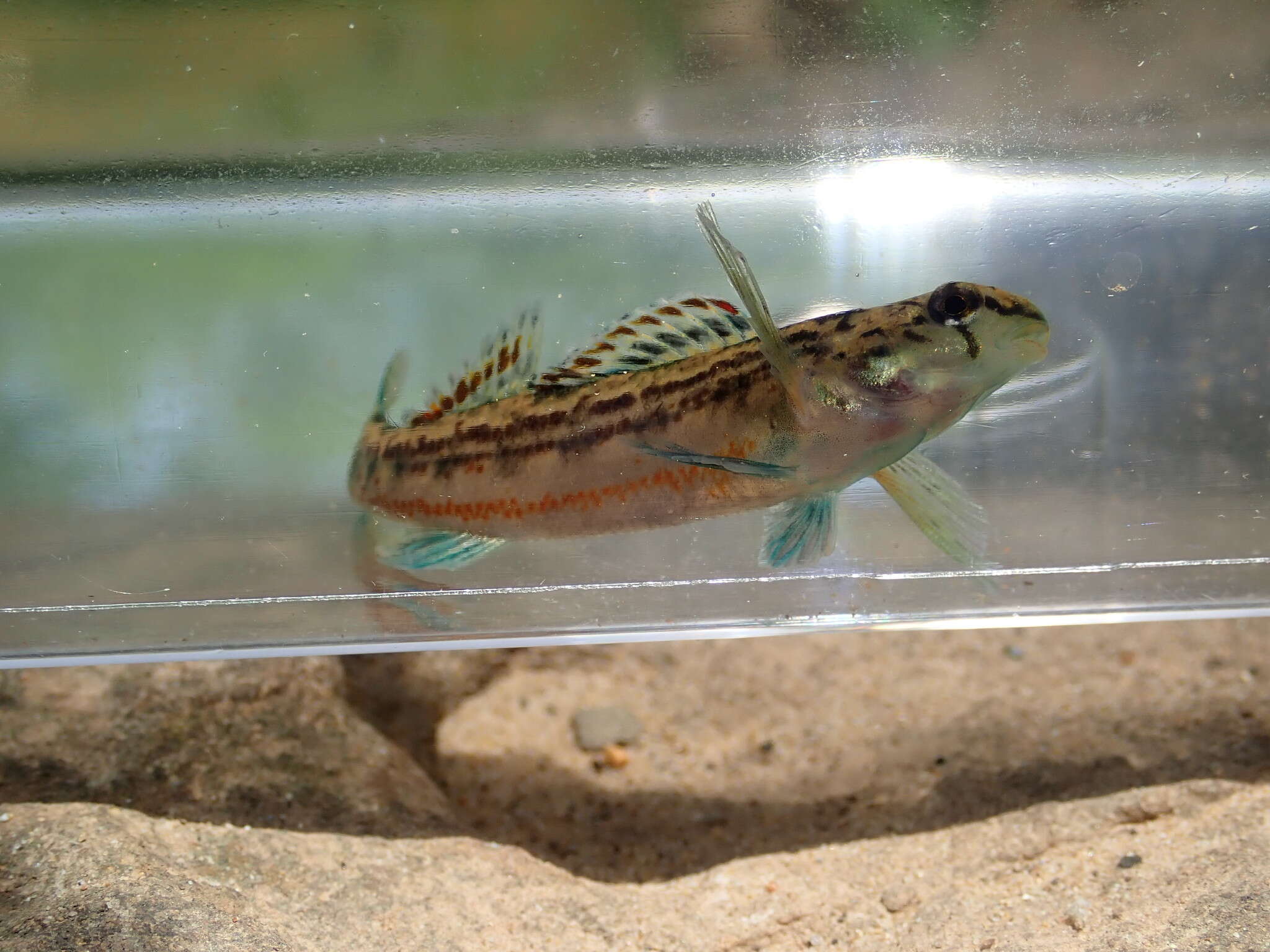 Etheostoma bellator Suttkus & Bailey 1993 resmi