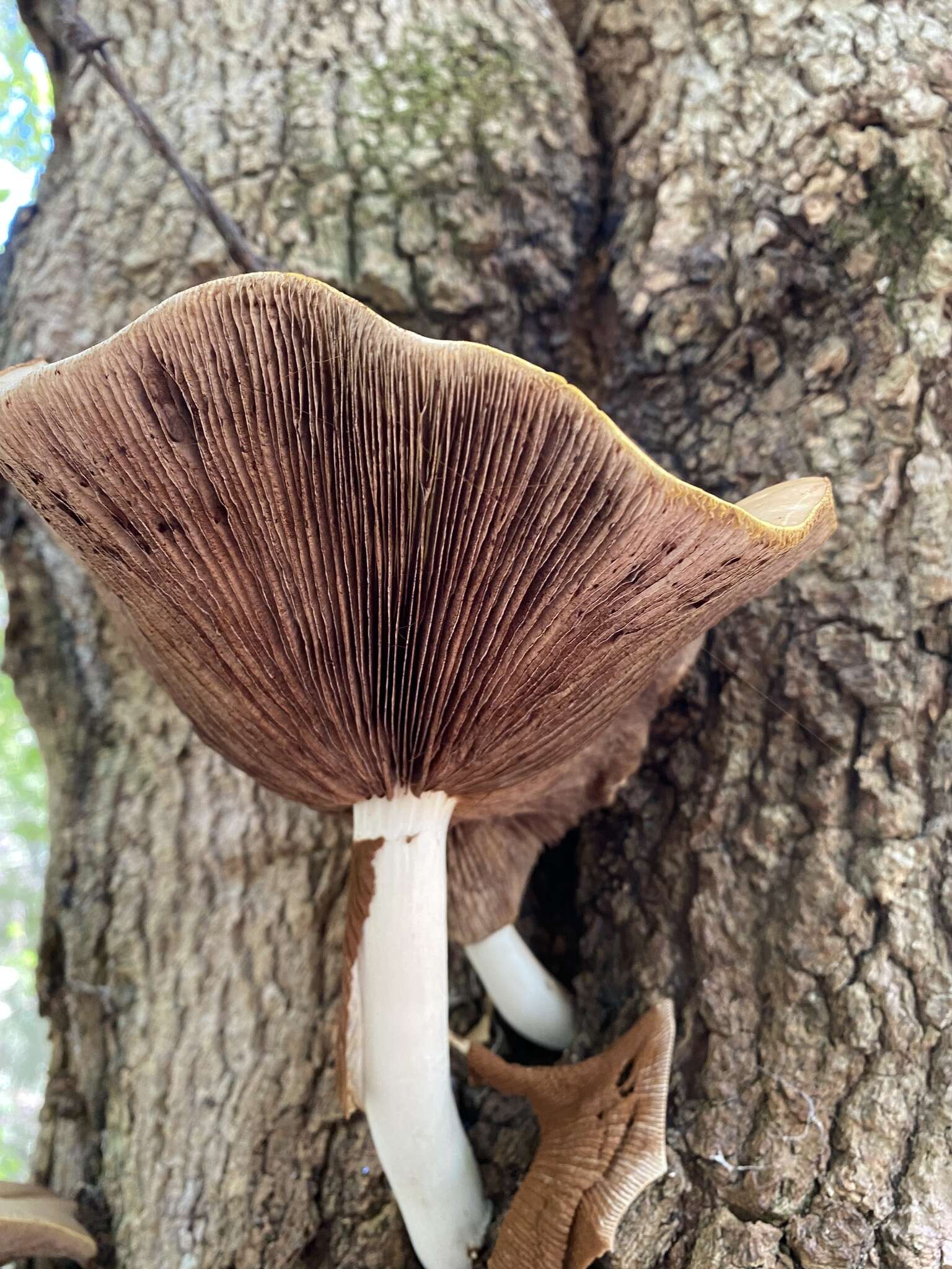 Image de Cyclocybe cylindracea (DC.) Vizzini & Angelini 2014