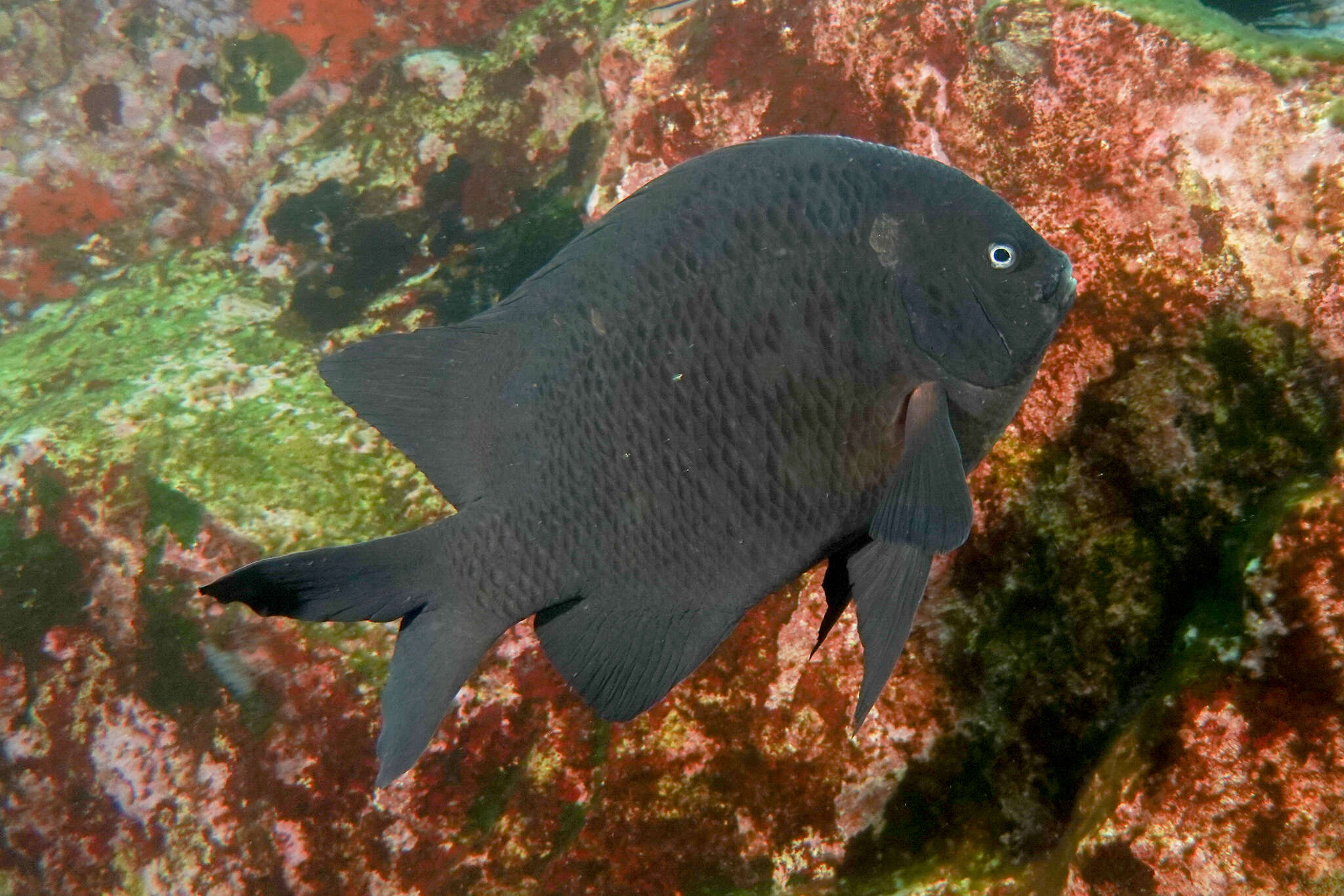 Image of New Zealand black angelfish