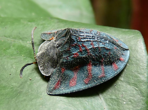 Image of <i>Dorynota</i> (<i>Akantaka</i>) <i>funesta</i> (Boheman 1854)