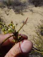 Image of Adenogramma glomerata (L. fil.) Druce