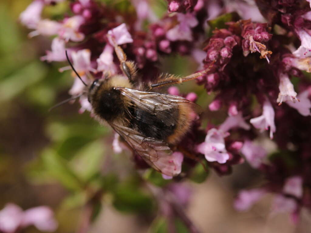 Image of Bombus formosellus (Frison 1934)