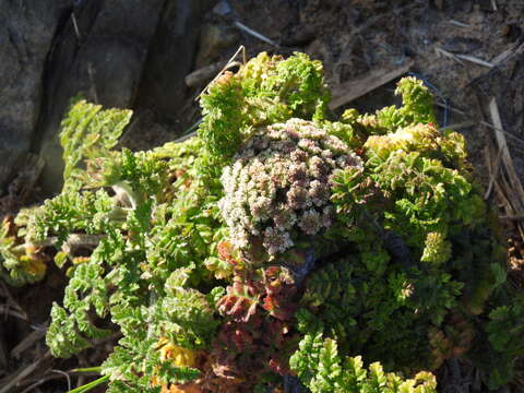 Image of Daucus carota subsp. halophilus (Brot.) A. Pujadas