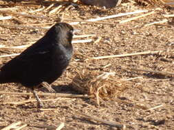 Image of Tricolored Blackbird